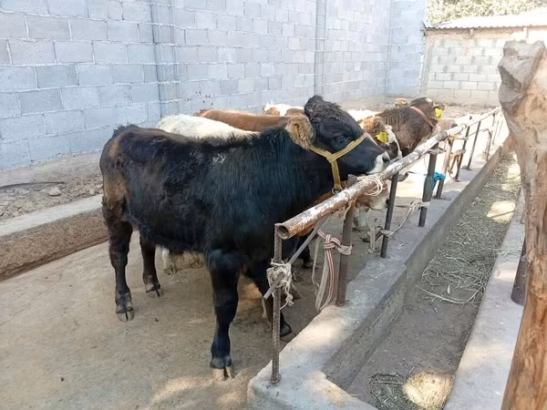 Býk, Swiss cattle