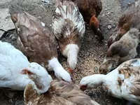 Ducks — foto 2