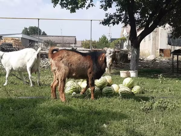Goat, Nubian Goat