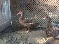 Ducks — Foto 3