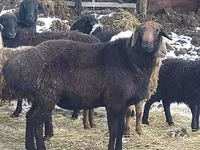 Baran, Hissar sheep — zdjęcie 2