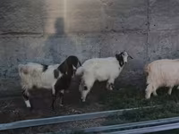 Keçi, Keçilər — foto 3