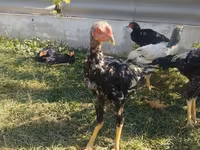 Chickens — الصورة 1