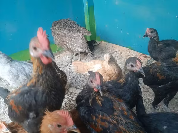 Chickens