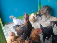 Chickens — photo 7