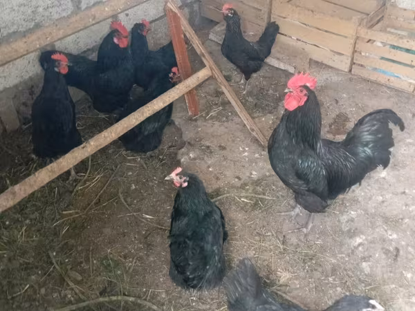Australorp