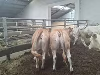 İnək, Blonde d’Aquitane cattle — foto 1