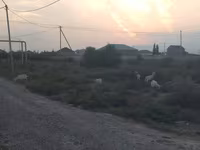 عنزة, الماعز — الصورة 4