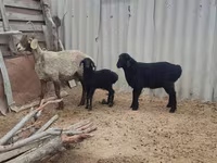 Qoyun, Arashan sheep — foto 6
