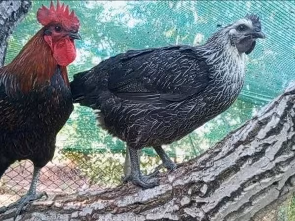 Ayam Cemani