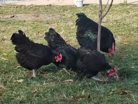 Chickens — foto 1