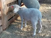 मेढ़ा, Merino sheep — फ़ोटो 2