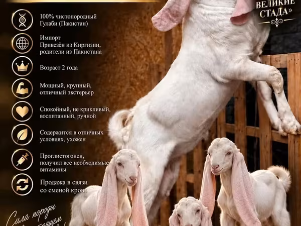 Kozioł, Gulabi goats