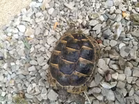 UMUMI QIYMETDIR!!! Araliq deniz Tisbagalari 🇦🇿 Azərbaycan dili: 🐢 4 — foto 5