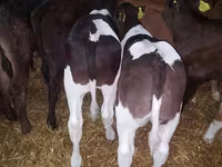 Cattle (batch, sex not specified), Simmental cattle — photo 5