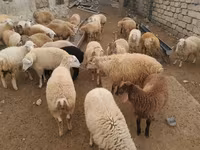 Ram, Sheep — photo 1