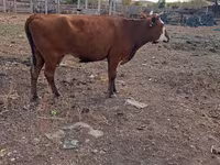 بقرة, Latvian Blue cattle — الصورة 1