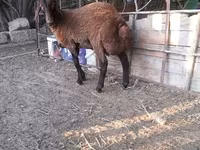 Qoyun, Blackheaded Persian sheep — foto 4