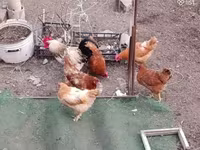 Chickens — Foto 2