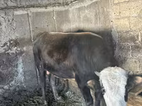 Buğa, Qırmızı-ləkəli cins — foto 5