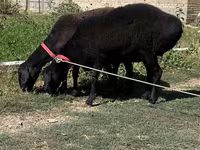 Sheep (batch, sex not specified), Sheep — photo 1