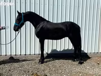 Cavalo, Friesian — foto 6