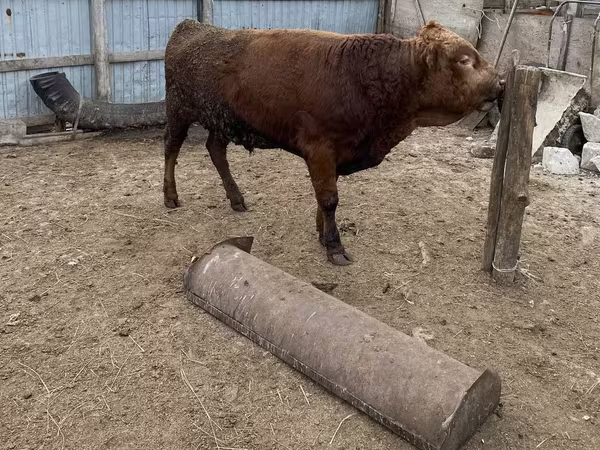 Бык, Коровы