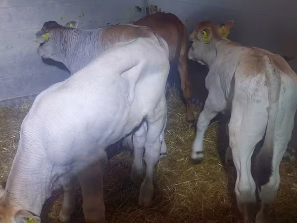 Bull, Simmental cattle