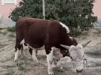 Byk, Kazachska białogłowa krowa — zdjęcie 2
