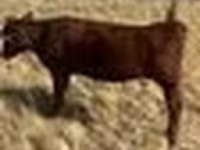 İnək, Qırmızı step inəyi — foto 2