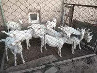 Cabras (lote, sexo no especificado), Saanen goat — foto 1