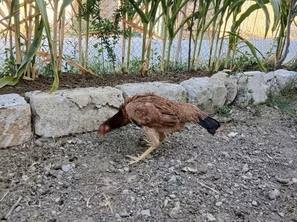 Chickens — Azerbaijan
