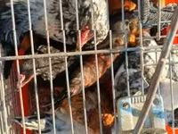 Yapon Bantam — 2-rasm