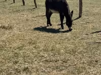 Kůň, Kerry Bog Pony — foto 3