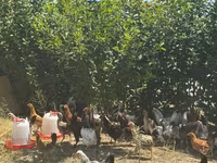 Chickens — foto 1