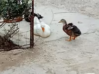 German Pekin — photo 7