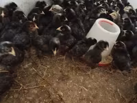 Chickens — 照片 5