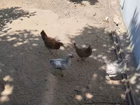 Chickens — photo 4