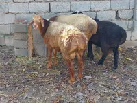绵羊（批次，未指定性别）, Sheep — 照片 2