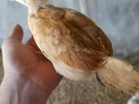 Chickens — foto 1