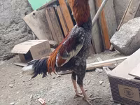 Chickens — photo 2