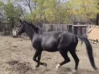 Horse (M), Horses — photo 2