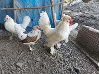 Chickens — Foto 5
