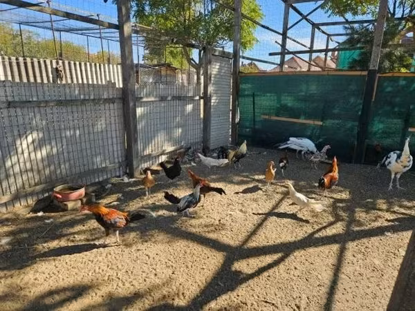 Ayam Ketawa