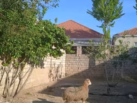 Carnero, Ovejas — foto 1