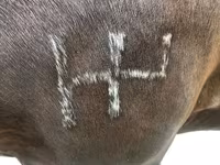 Hengst, Percheron — Foto 4