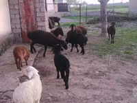 Qoyunlar (partiya, cinsi göstərilməyib), Hissar sheep — foto 1