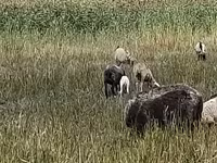Sheep, Romanov sheep — photo 3