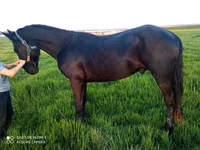 İnək, Russian Black pied cattle — foto 5