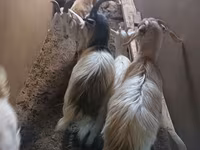Dişi keçi, Saanen goat — foto 4